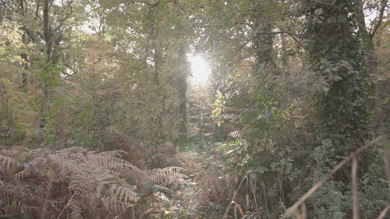 tiro deslizante alrededor del otoño - árbol de otoño que revela la luz del sol de la tarde - sin clasificar