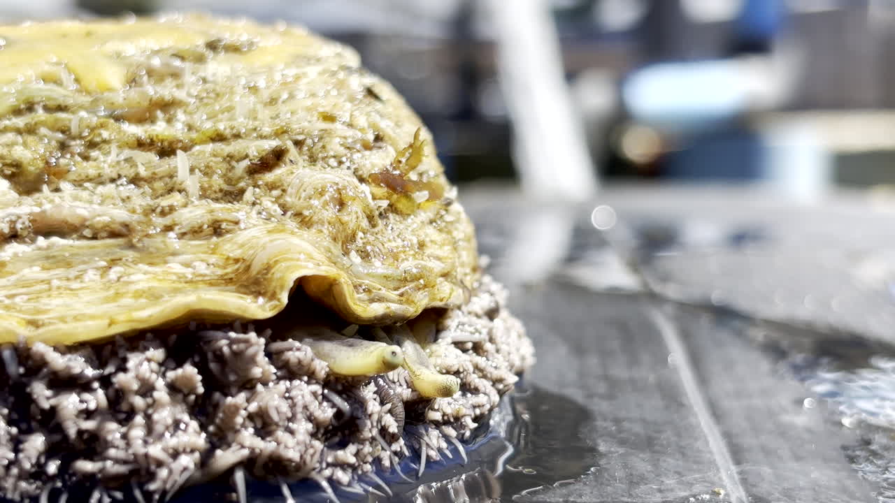 Primo piano di piccoli occhi su peduncoli di un'abalone in un'acquacoltura commerciale