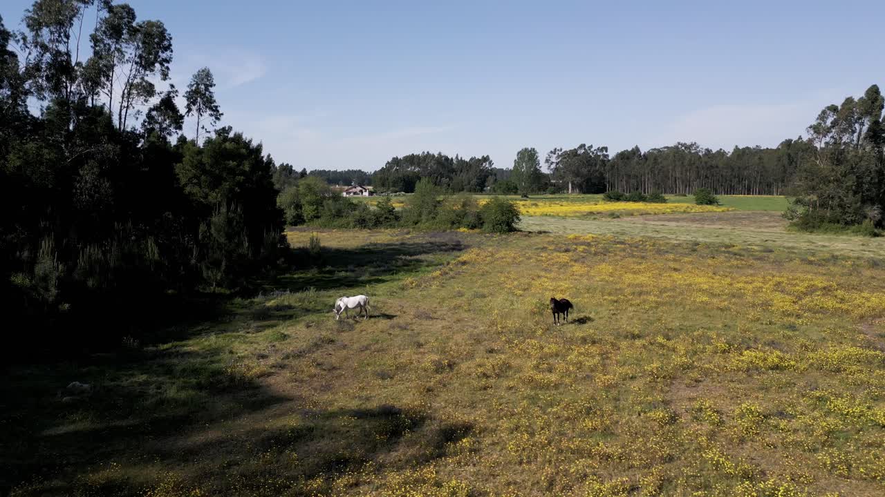 dois cavalos no meio de flores amarelas no campo de aveiro, portugal - aerial