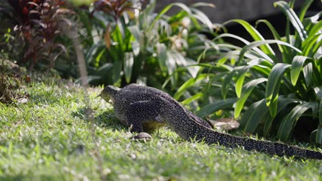 a monitor lizard foraging on green grass