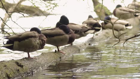 ducks in a row balancing on a log in the water