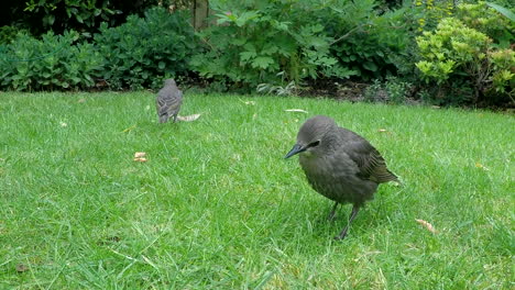 A-beautiful-juvenile-Starling-bird-moving-close-to-the-camera,-feeding---close-up