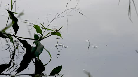 cerca de una libélula sentada en una planta junto a un lago reflectante en tailandia