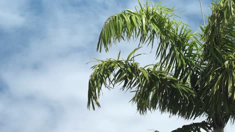 Große-Palme-An-Einem-Sonnigen-Tag-Mit-Blauem-Himmel,-Wiegt-Sich-Sanft-Im-Wind