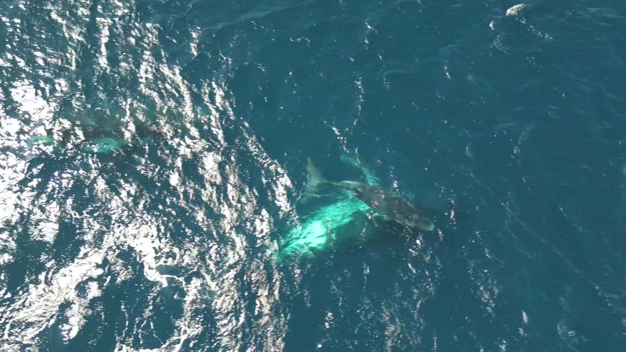 Humpback whales and a calf swimming in the Pacific Ocean at Australia Shoreline close to the beach. Aerial top down view.