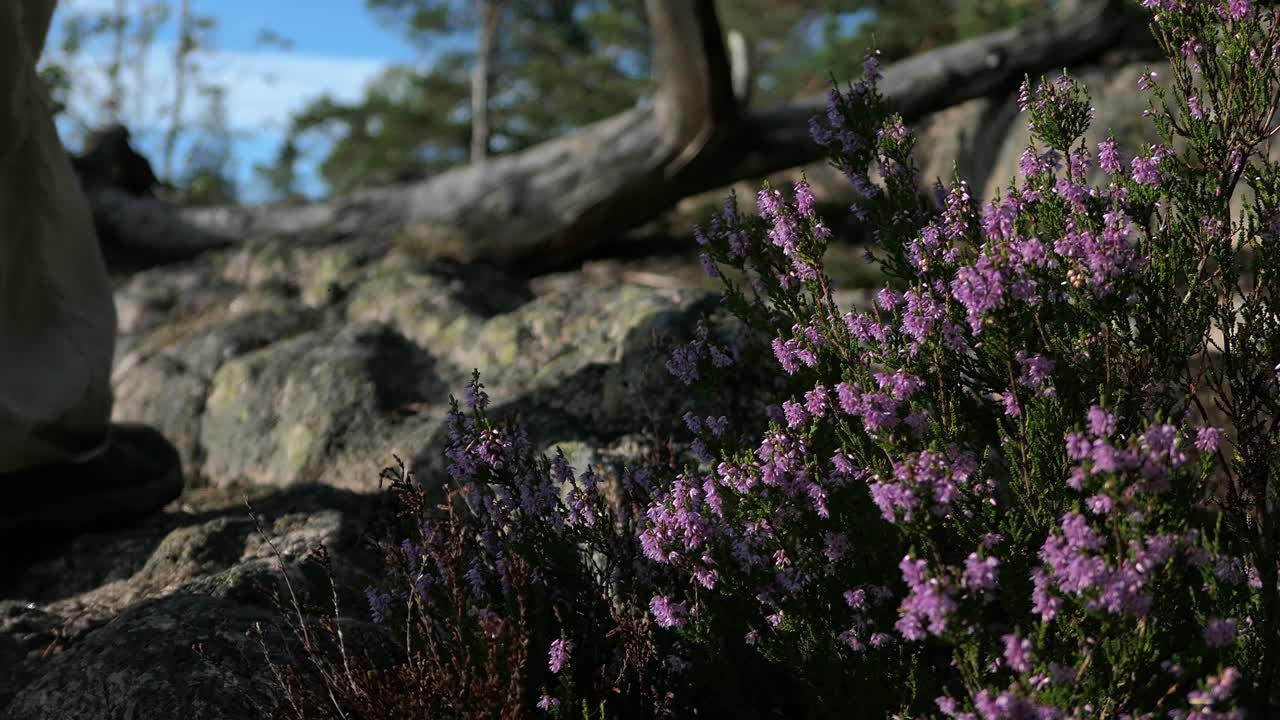 hombre caminando por una colina de bosque rocoso y pasando por un árbol caído y una flor violeta