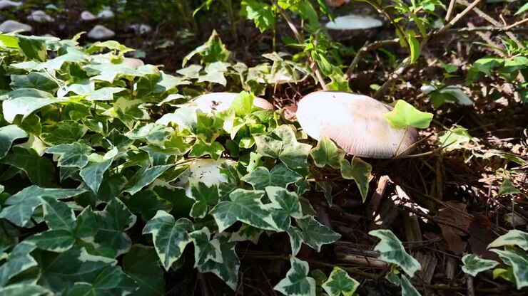 Mushrooms growing amongst ivy in a forest