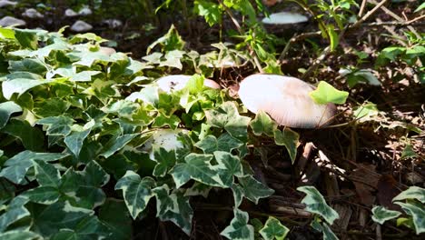 mushrooms growing amongst ivy in a forest