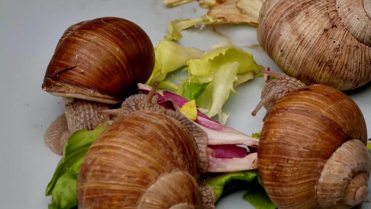 Gruppo di lumache che mangiano insalata fresca su superficie bianca, ripresa macro in time-lapse