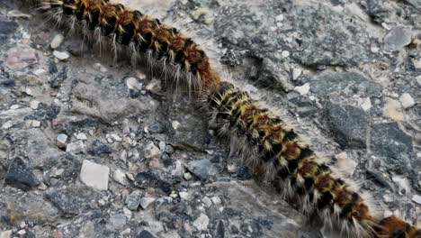 toxic caterpillars cross road in procession