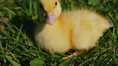 cute yellow duckling on grass