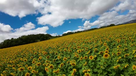 A-drone-flying-over-a-field-of-yellow-sunflowers,-the-sky-is-blue,-and-there-are-white-clouds,-it-looks-like-a-fairy-tale