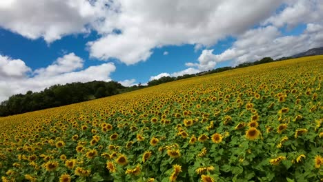 Un-Dron-Volando-Sobre-Un-Campo-De-Girasoles-Amarillos,-El-Cielo-Es-Azul-Y-Hay-Nubes-Blancas,-Parece-Un-Cuento-De-Hadas