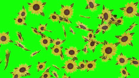 sunflowers falling on green screen with alpha matte