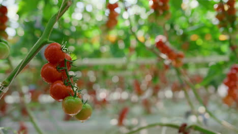 Hombre-Trabajador-Agrícola-Recogiendo-Tomates-En-El-Soleado-Invernadero-Controlando-El-Cultivo