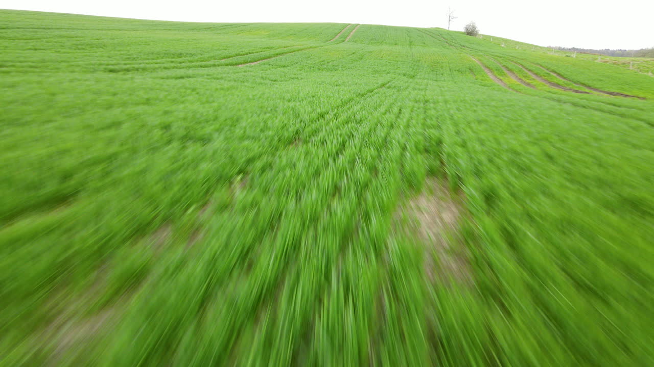 воздушный дрон быстро летит над сельскохозяйственным зеленым полем фермы в польше, пешково