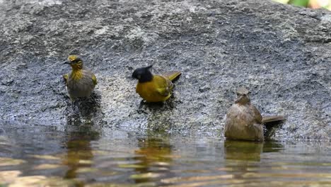 black-crested bulbuls,streaked-eared bulbul,stripe-throated bulbul, bathing in the forest during a hot day, pycnonotus flaviventris,pycnonotus conradi,pycnonotus finlaysoni, in slow motion