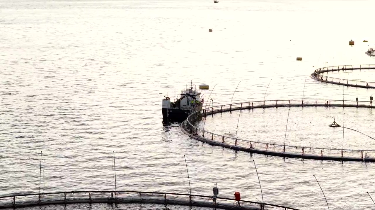 Telefoto-Luftaufnahme von Lachsen, die aus dem Wasser eines Meeresgeheges auf einer Aquafarm springen.