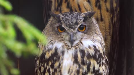 close-up of an eagle owl