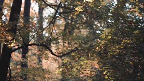 Coloridas-Hojas-De-Otoño-Caen-Balanceándose-En-El-Aire