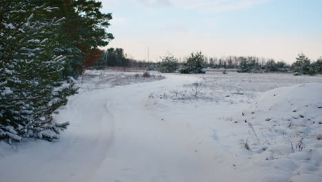 rural road covered snow at overcast winter weather. pines growing on roadside