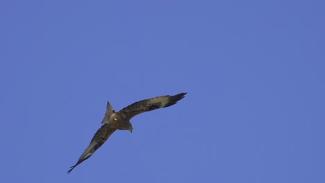 hermoso cazador salvaje de cometas rojas en vuelo buscando presas desde el aire, tiro de seguimiento