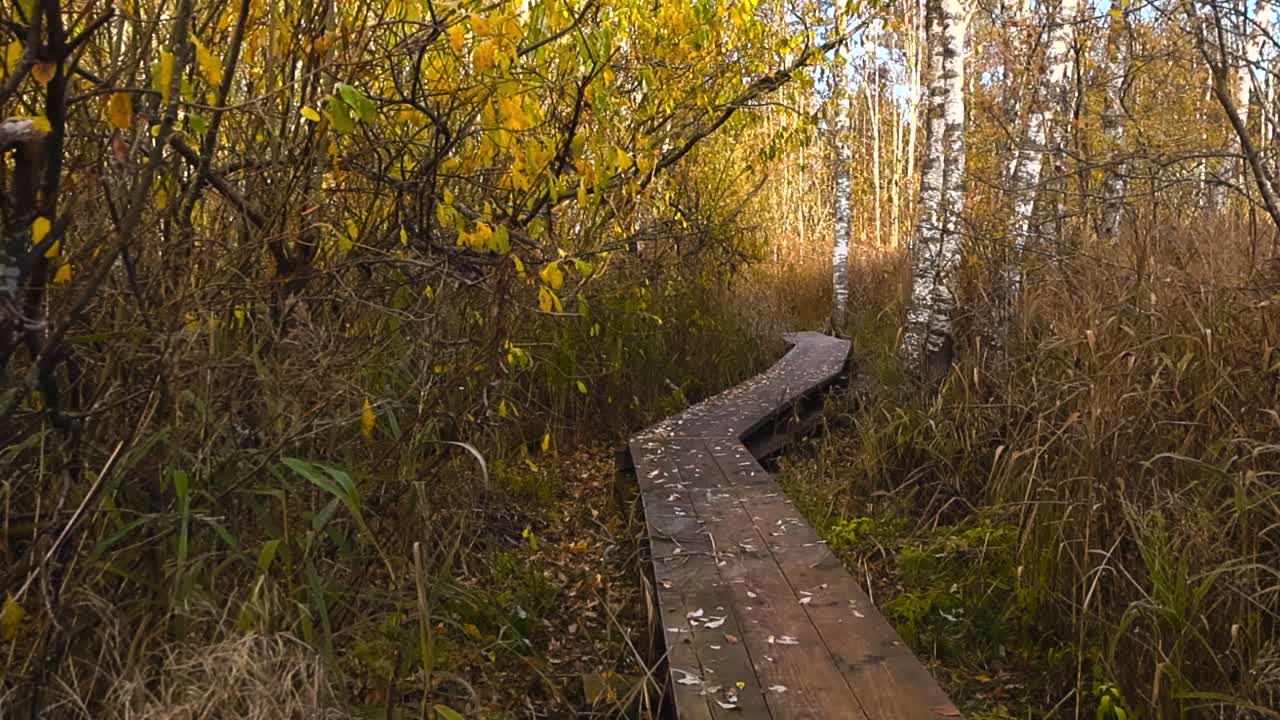 Wooden hiking track or marshland bog or wetland boardwalk during autumn day with trees with golden yellow leaves around the health tracks. Blue sky bisible through the birch trees that are in the back
