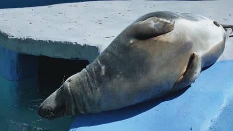 the gray seal lies in the blue pool at kaunas zoo