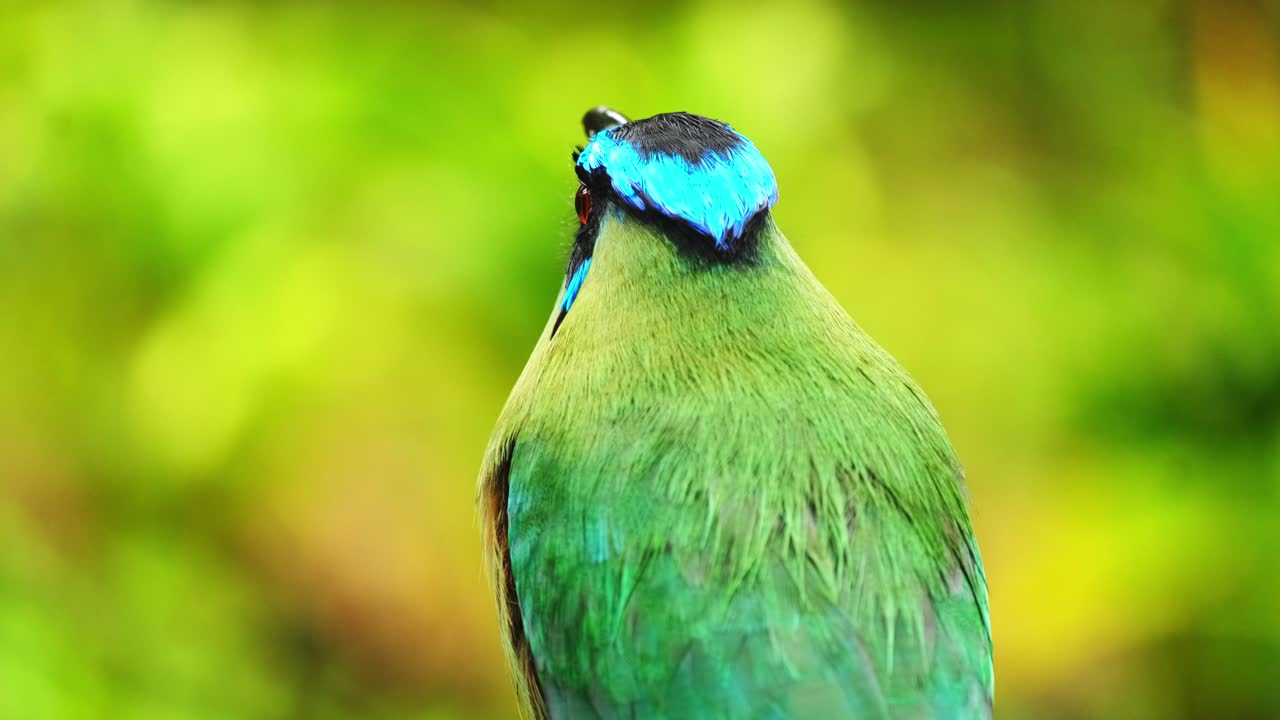 안데스 motmot 열대 다채로운 새 barranquero andino passerine 가까이