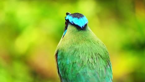 andean motmot tropical colourful bird barranquero andino passerine close up