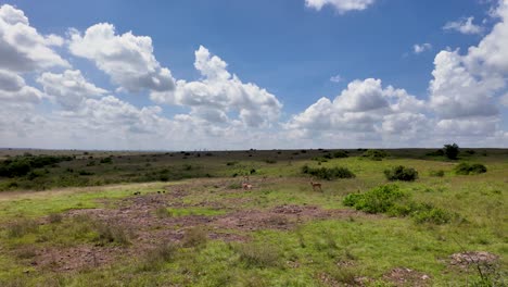 ciervos en la sabana en un parque nacional de safari