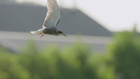 static close up shot of a black tern hovering in mid are looking for fish flapping its wings but holding its head still before flying down