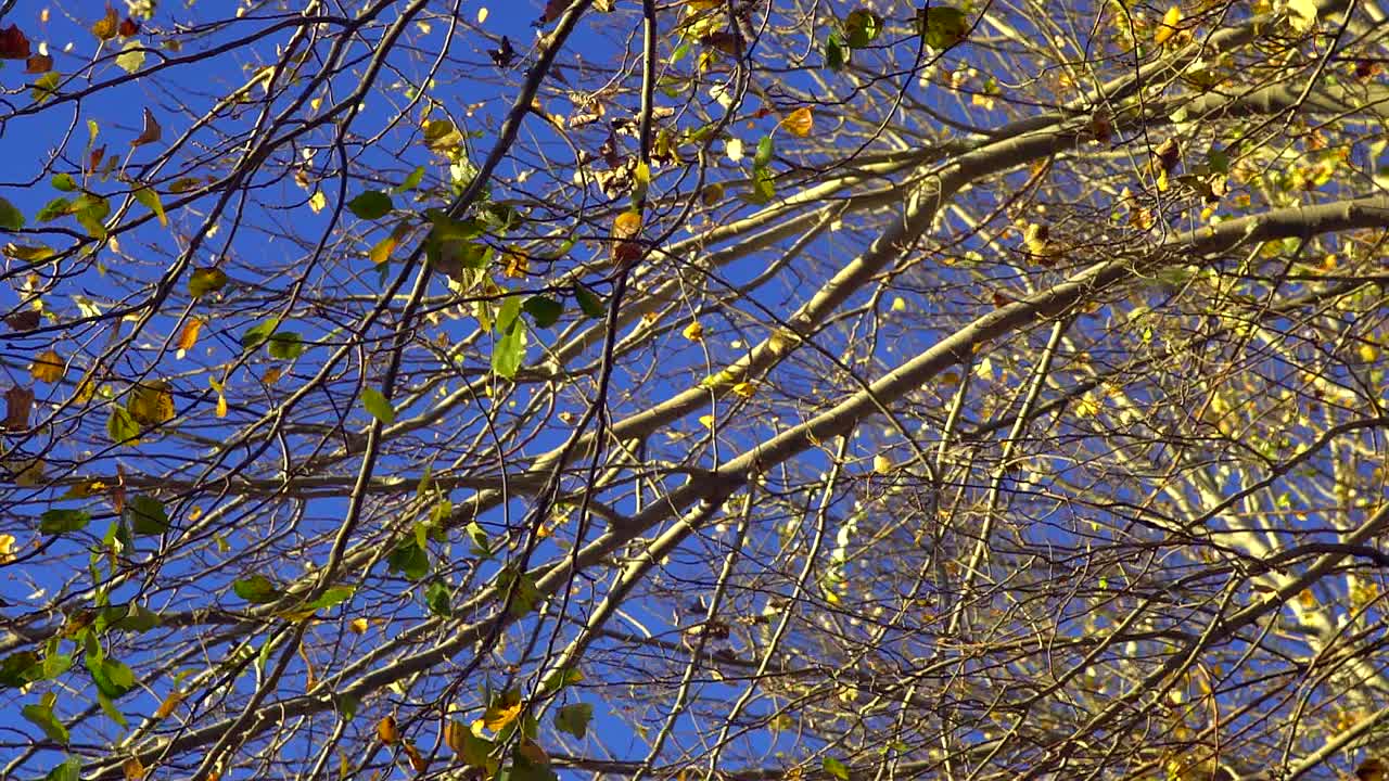 실버 포플러 가지와 잎의 슬로우 모션 낮은 각도 보기