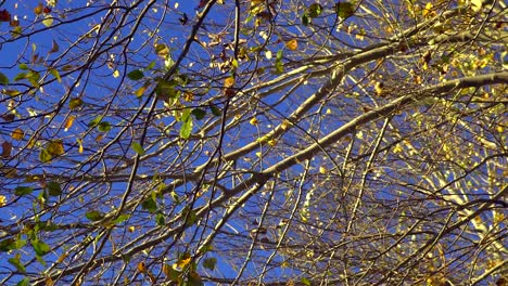 Slow-motion-low-angle-view-of-silver-poplar-brances-and-leaves