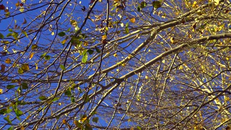 Slow motion low angle view of silver poplar brances and leaves