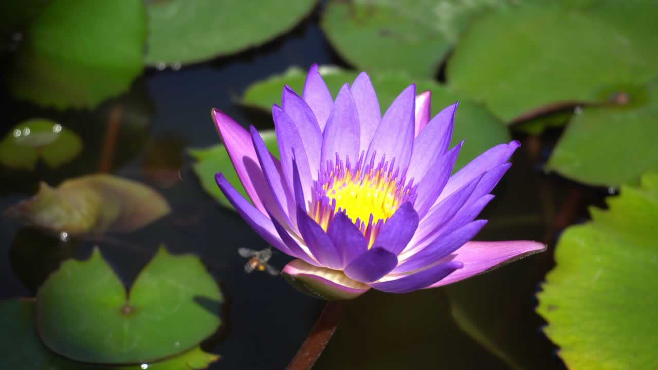 una abeja recoge néctar en la flor de loto