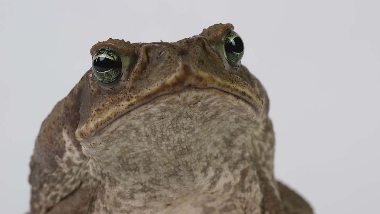 개구리 해양 개구리는 스크린에서 벗어난 것처럼 보입니다.  ⁇  바탕에 고립되어 있습니다.