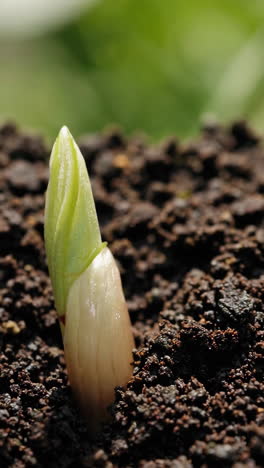 seedling growing in soil