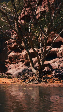 a lone tree stands in a desert canyon