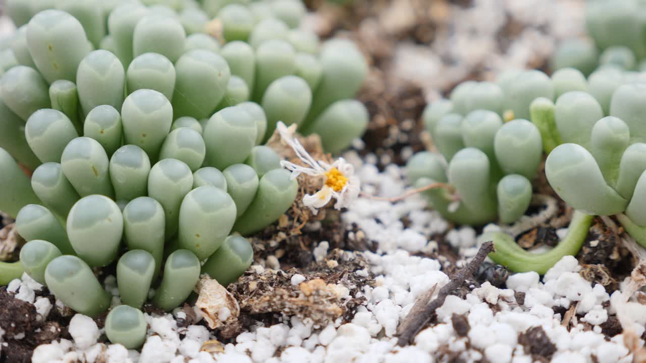 Close up of Fenestraria Aurantiaca, or baby's toes Succulent