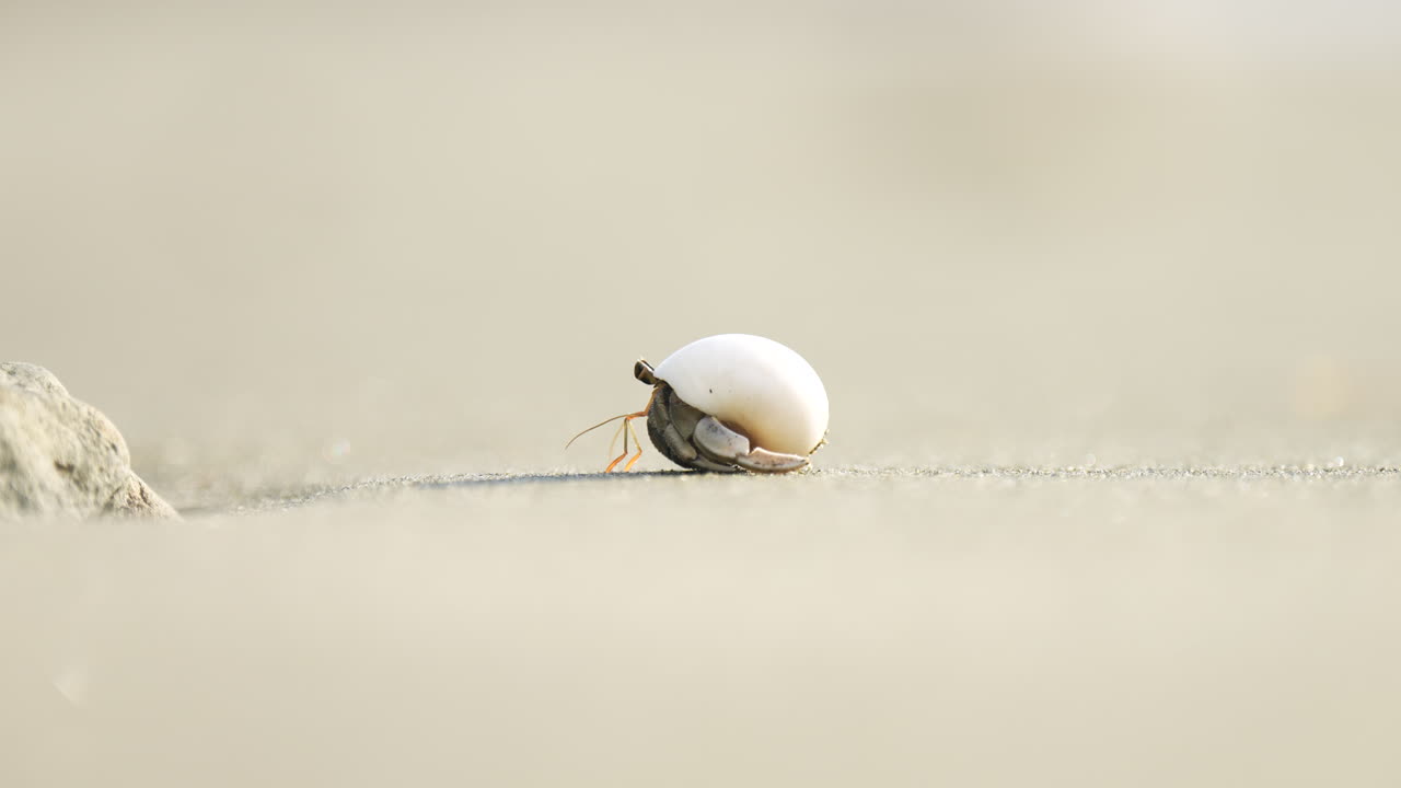 A Hermit Crab on a white sandy beach in the South Pacific crawling along the sand