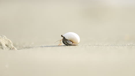 a hermit crab on a white sandy beach in the south pacific crawling along the sand