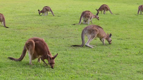 kangaroos moving and feeding in a grassy area