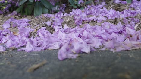 faded petals of a rhododendron in a pile