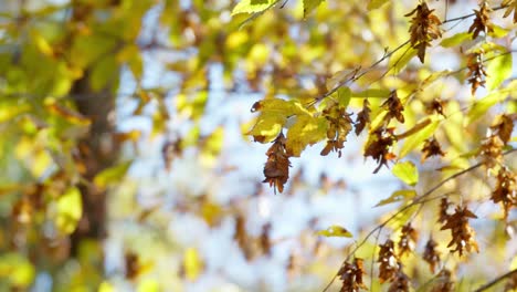 Yellow-and-drying-brown-leaves-on-tree-twigs-in-autumn-sunlight
