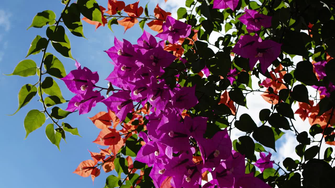 Vivaci fiori di bougainvillea contro un cielo blu, catturati da un'angolazione bassa