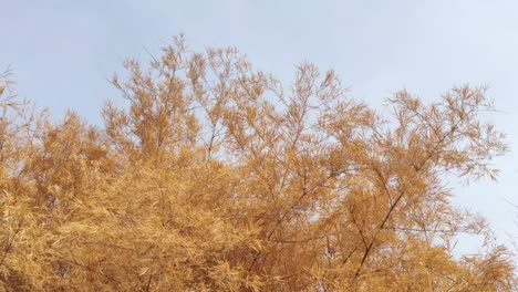 lots of bamboo grass swaying in the wind at autumn.