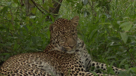 leopardo acostado debajo de un árbol, mordiendo mentiras
