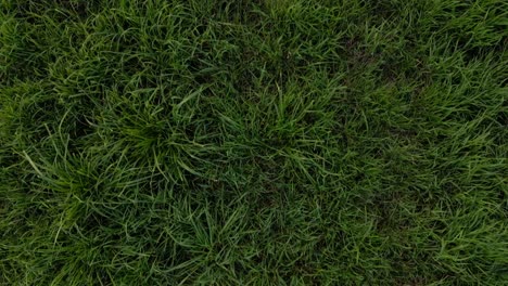 un disparo superior de un campo de hierba verde que se ensancha a un disparo ancho alto