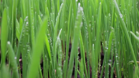 green grass close-up super macro shooting.